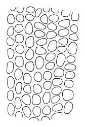 Pyrrhobryum paramattense, laminal cells at leaf base. Drawn from W.R. Sykes 738/K, CHR 161701.
 Image: R.C. Wagstaff © Landcare Research 2016 